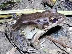 Leptodactylus guianensis