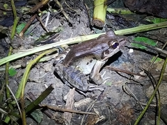 Leptodactylus guianensis