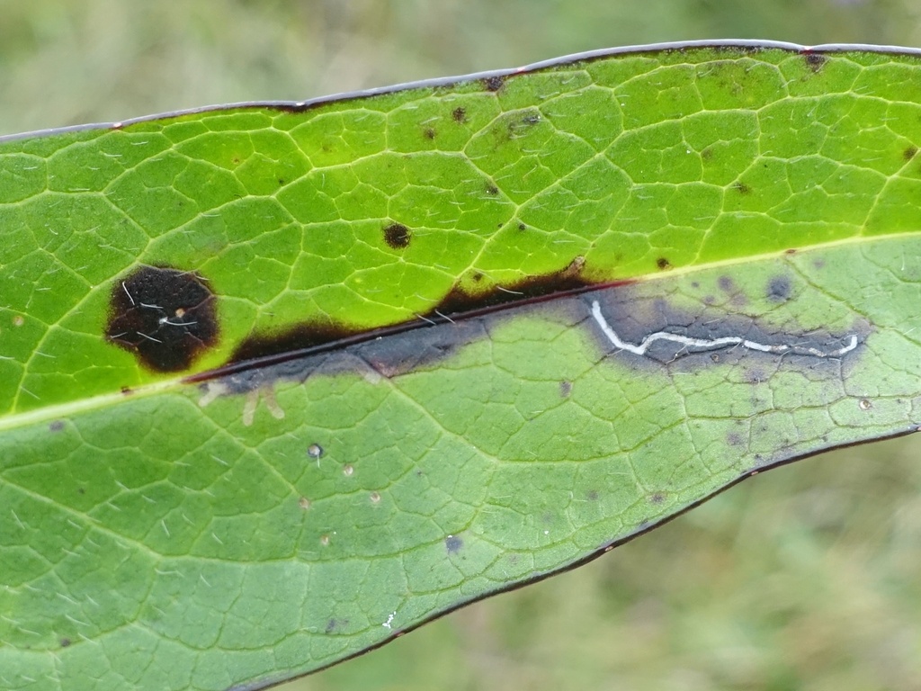 Phytomyza succisae