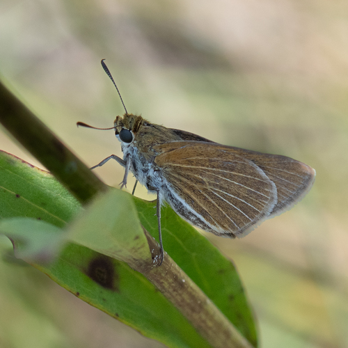 Two-spotted Skipper photo 5