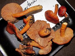 Lactarius luculentus