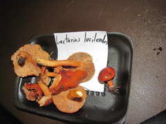 Lactarius luculentus