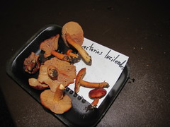 Lactarius luculentus