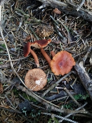 Lactarius subviscidus
