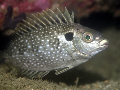 White-Spotted Spinefoot photo 2