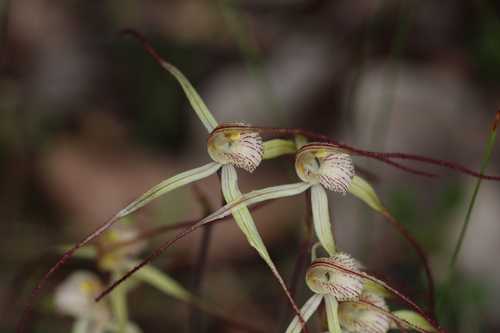 Tenterden yellow spider orchid (Caladenia straminichila)