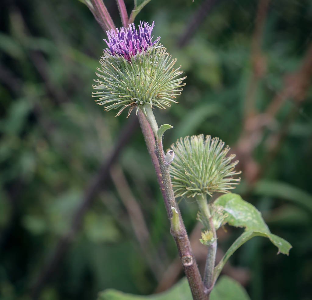 Arctium nemorosum