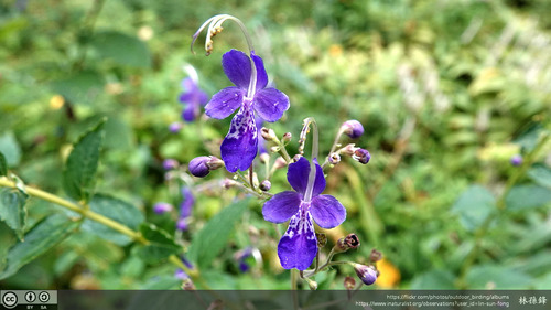 Tripora divaricata, photograph 4