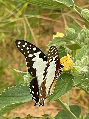 Angola White Lady