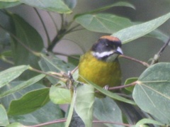 Moustached Brush-Finch photo 2