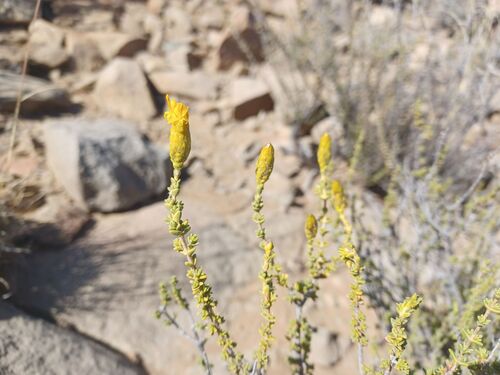 Wormleaf Gumbush