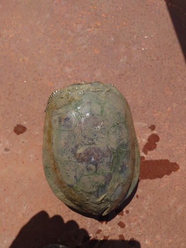 European Pond Turtle