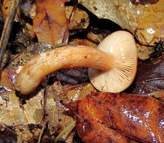 Lactarius luculentus