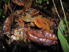 Lactarius luculentus