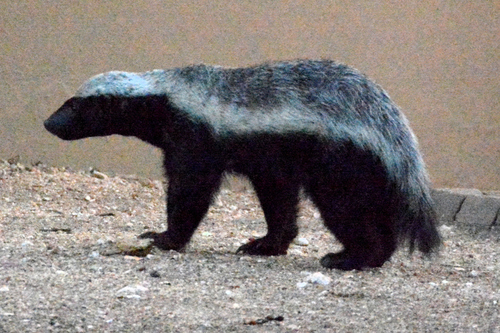 Ratel