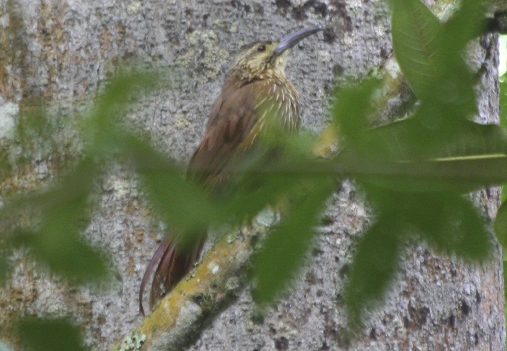 Strong-billed Woodcreeper