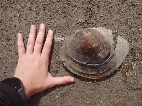 Chinese Pond Mussel