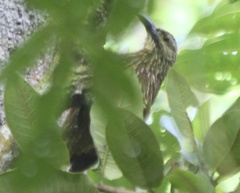 Xiphocolaptes promeropirhynchus