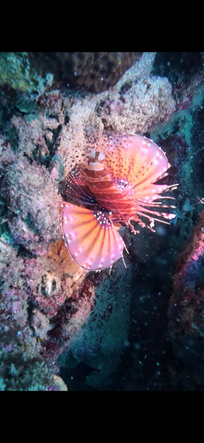 Lionfish