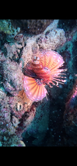 Lionfish