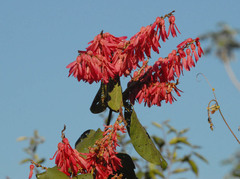 Triplaris americana