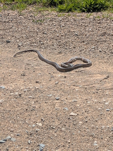 Eastern Brown Snake sighting