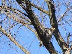 Buteo jamaicensis