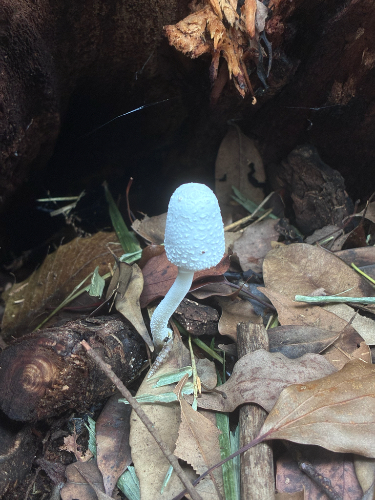 Leucocoprinus cretaceus · September 2025 · photo: © munenori_yamakawa (iNaturalist, cc-by)