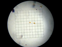 Saccharomyces bayanus