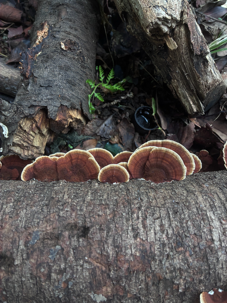 Daedaleopsis confragosa tricolor · September 2025 · photo: © munenori_yamakawa (iNaturalist, cc-by)
