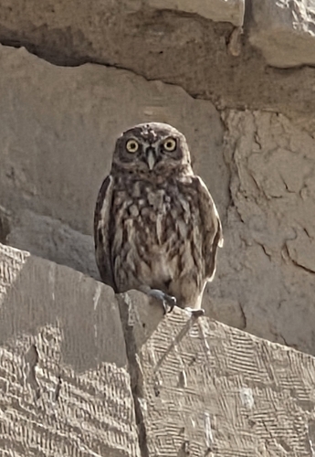 Little Owl