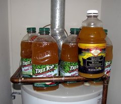 Saccharomyces bayanus