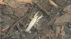 Procambarus niveus