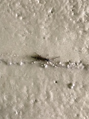 Itoplectis
