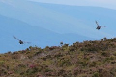 Lyrurus tetrix britannicus