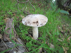 Amanita calyptratoides