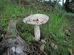 Amanita calyptratoides