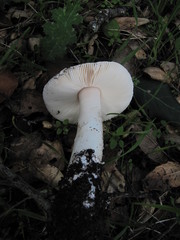 Amanita calyptratoides