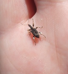 Stephanorhynchus curvipes