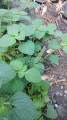 Coleus monostachyus
