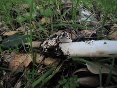 Amanita calyptratoides