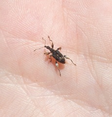 Stephanorhynchus curvipes