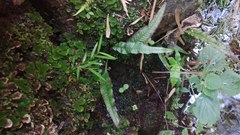 Leptochilus pteropus