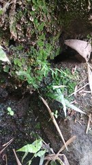 Leptochilus pteropus