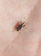 Stephanorhynchus curvipes