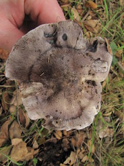 Tricholoma griseoviolaceum
