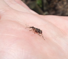 Stephanorhynchus curvipes