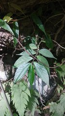 Elatostema