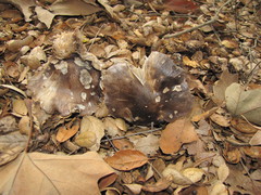 Tricholoma griseoviolaceum