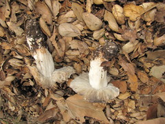 Tricholoma griseoviolaceum